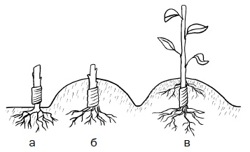 Иллюстрация к книге — Прививка плодовых деревьев: распространенные ошибки и секреты успешной прививки [i_016.jpg]