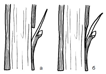 Иллюстрация к книге — Прививка плодовых деревьев: распространенные ошибки и секреты успешной прививки [i_031.jpg]