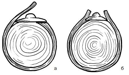 Иллюстрация к книге — Прививка плодовых деревьев: распространенные ошибки и секреты успешной прививки [i_032.jpg]