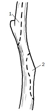 Иллюстрация к книге — Прививка плодовых деревьев: распространенные ошибки и секреты успешной прививки [i_036.jpg]