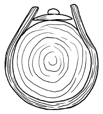 Иллюстрация к книге — Прививка плодовых деревьев: распространенные ошибки и секреты успешной прививки [i_037.jpg]