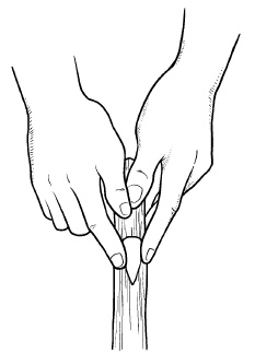 Иллюстрация к книге — Прививка плодовых деревьев: распространенные ошибки и секреты успешной прививки [i_039.jpg]