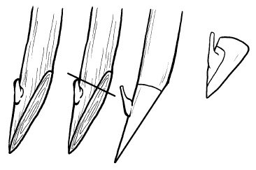 Иллюстрация к книге — Прививка плодовых деревьев: распространенные ошибки и секреты успешной прививки [i_041.jpg]