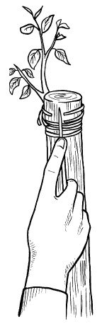 Иллюстрация к книге — Прививка плодовых деревьев: распространенные ошибки и секреты успешной прививки [i_042.jpg]