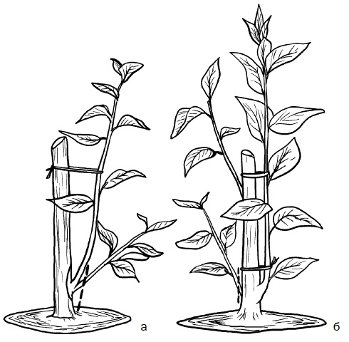 Иллюстрация к книге — Прививка плодовых деревьев: распространенные ошибки и секреты успешной прививки [i_043.jpg]