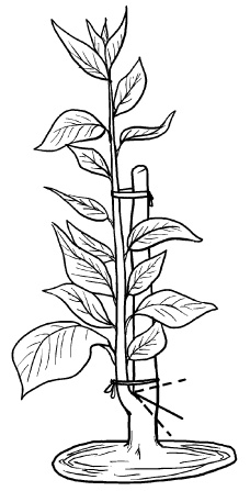 Иллюстрация к книге — Прививка плодовых деревьев: распространенные ошибки и секреты успешной прививки [i_044.jpg]