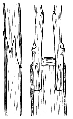 Иллюстрация к книге — Прививка плодовых деревьев: распространенные ошибки и секреты успешной прививки [i_046.jpg]