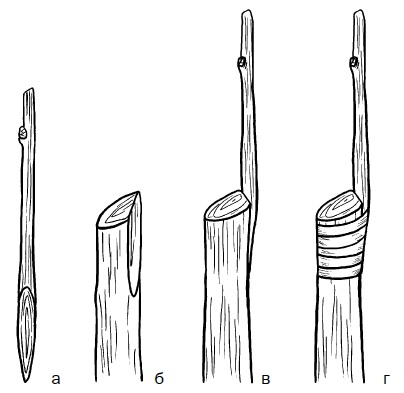 Иллюстрация к книге — Прививка плодовых деревьев: распространенные ошибки и секреты успешной прививки [i_048.jpg]