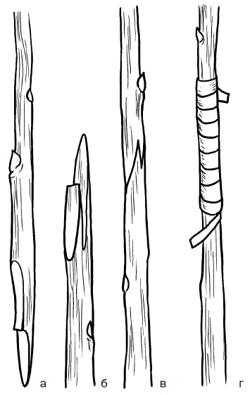 Иллюстрация к книге — Прививка плодовых деревьев: распространенные ошибки и секреты успешной прививки [i_050.jpg]