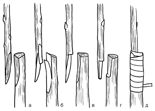 Иллюстрация к книге — Прививка плодовых деревьев: распространенные ошибки и секреты успешной прививки [i_051.jpg]