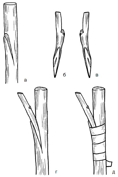 Иллюстрация к книге — Прививка плодовых деревьев: распространенные ошибки и секреты успешной прививки [i_052.jpg]