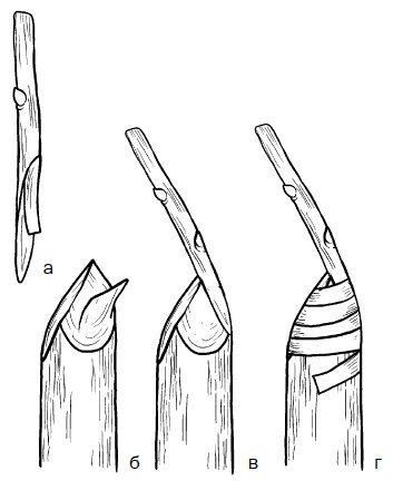 Иллюстрация к книге — Прививка плодовых деревьев: распространенные ошибки и секреты успешной прививки [i_053.jpg]