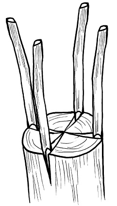 Иллюстрация к книге — Прививка плодовых деревьев: распространенные ошибки и секреты успешной прививки [i_055.jpg]