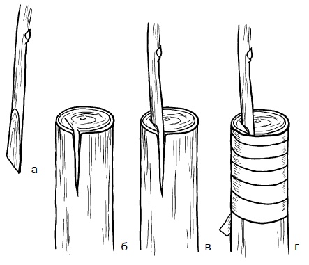 Иллюстрация к книге — Прививка плодовых деревьев: распространенные ошибки и секреты успешной прививки [i_058.jpg]
