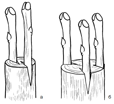 Иллюстрация к книге — Прививка плодовых деревьев: распространенные ошибки и секреты успешной прививки [i_060.jpg]