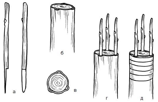 Иллюстрация к книге — Прививка плодовых деревьев: распространенные ошибки и секреты успешной прививки [i_064.jpg]