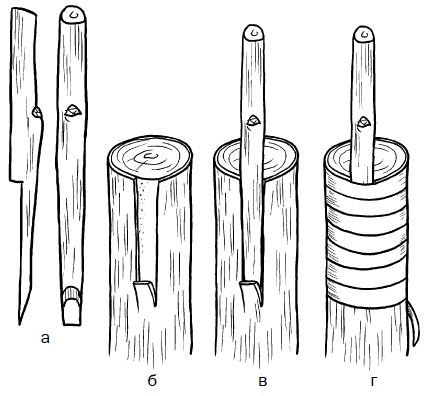 Иллюстрация к книге — Прививка плодовых деревьев: распространенные ошибки и секреты успешной прививки [i_066.jpg]