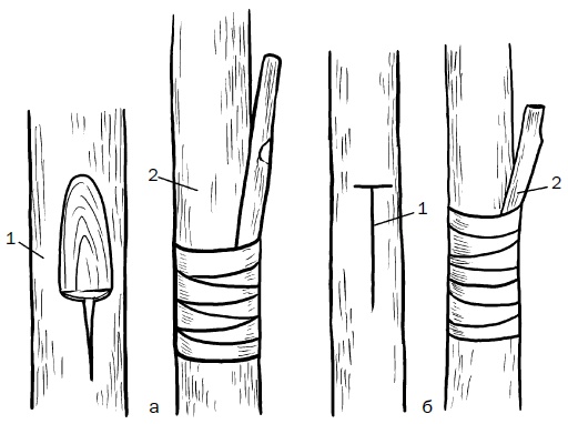 Иллюстрация к книге — Прививка плодовых деревьев: распространенные ошибки и секреты успешной прививки [i_067.jpg]