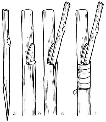 Иллюстрация к книге — Прививка плодовых деревьев: распространенные ошибки и секреты успешной прививки [i_071.jpg]