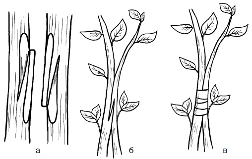 Иллюстрация к книге — Прививка плодовых деревьев: распространенные ошибки и секреты успешной прививки [i_074.jpg]