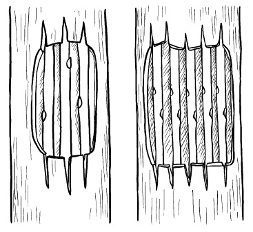 Иллюстрация к книге — Прививка плодовых деревьев: распространенные ошибки и секреты успешной прививки [i_076.jpg]