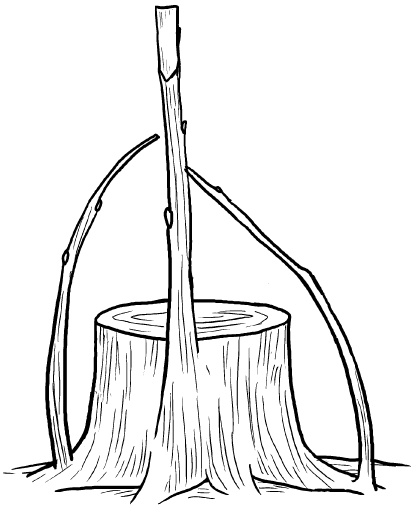 Иллюстрация к книге — Прививка плодовых деревьев: распространенные ошибки и секреты успешной прививки [i_083.jpg]