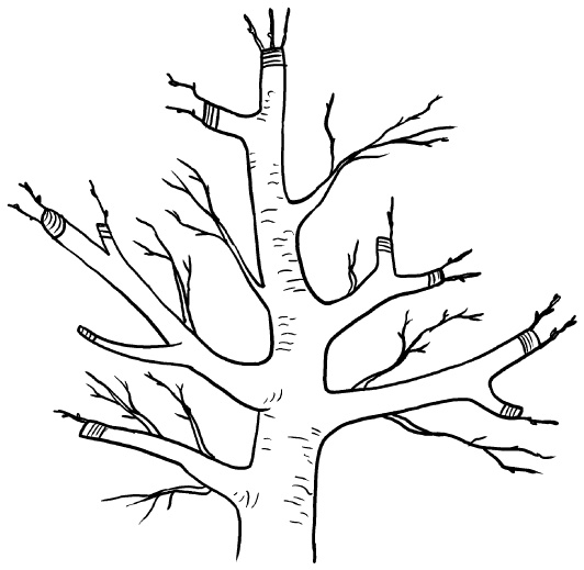 Иллюстрация к книге — Прививка плодовых деревьев: распространенные ошибки и секреты успешной прививки [i_084.jpg]