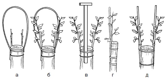 Иллюстрация к книге — Прививка плодовых деревьев: распространенные ошибки и секреты успешной прививки [i_087.jpg]