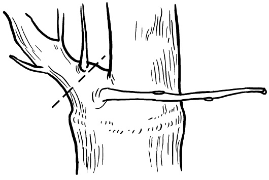 Иллюстрация к книге — Прививка плодовых деревьев: распространенные ошибки и секреты успешной прививки [i_088.jpg]