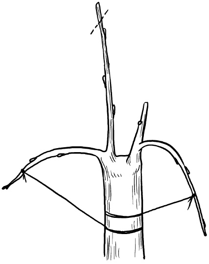 Иллюстрация к книге — Прививка плодовых деревьев: распространенные ошибки и секреты успешной прививки [i_089.jpg]