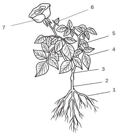 Иллюстрация к книге — Комнатные деревья и кустарники: лимон, вишня, гранат, можжевельник, акация, жасмин и многие другие [i_002.jpg]