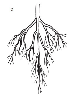 Иллюстрация к книге — Комнатные деревья и кустарники: лимон, вишня, гранат, можжевельник, акация, жасмин и многие другие [i_003.jpg]