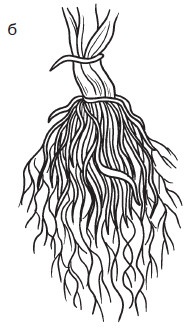 Иллюстрация к книге — Комнатные деревья и кустарники: лимон, вишня, гранат, можжевельник, акация, жасмин и многие другие [i_004.jpg]