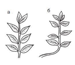 Иллюстрация к книге — Комнатные деревья и кустарники: лимон, вишня, гранат, можжевельник, акация, жасмин и многие другие [i_006.jpg]