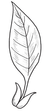 Иллюстрация к книге — Комнатные деревья и кустарники: лимон, вишня, гранат, можжевельник, акация, жасмин и многие другие [i_013.jpg]