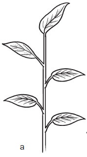 Иллюстрация к книге — Комнатные деревья и кустарники: лимон, вишня, гранат, можжевельник, акация, жасмин и многие другие [i_014.jpg]