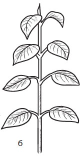 Иллюстрация к книге — Комнатные деревья и кустарники: лимон, вишня, гранат, можжевельник, акация, жасмин и многие другие [i_015.jpg]