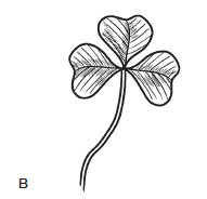 Иллюстрация к книге — Комнатные деревья и кустарники: лимон, вишня, гранат, можжевельник, акация, жасмин и многие другие [i_020.jpg]