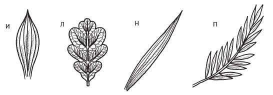 Иллюстрация к книге — Комнатные деревья и кустарники: лимон, вишня, гранат, можжевельник, акация, жасмин и многие другие [i_023.jpg]