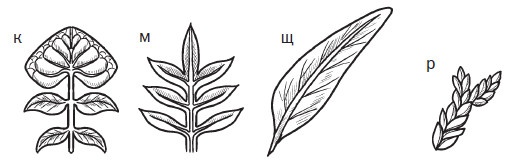 Иллюстрация к книге — Комнатные деревья и кустарники: лимон, вишня, гранат, можжевельник, акация, жасмин и многие другие [i_024.jpg]