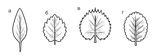 Иллюстрация к книге — Комнатные деревья и кустарники: лимон, вишня, гранат, можжевельник, акация, жасмин и многие другие [i_025.jpg]