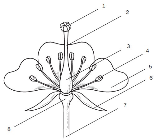 Иллюстрация к книге — Комнатные деревья и кустарники: лимон, вишня, гранат, можжевельник, акация, жасмин и многие другие [i_029.jpg]
