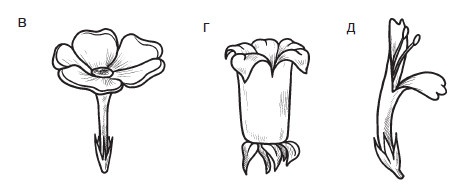 Иллюстрация к книге — Комнатные деревья и кустарники: лимон, вишня, гранат, можжевельник, акация, жасмин и многие другие [i_031.jpg]