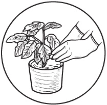 Иллюстрация к книге — Комнатные деревья и кустарники: лимон, вишня, гранат, можжевельник, акация, жасмин и многие другие [i_045.jpg]