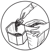 Иллюстрация к книге — Комнатные деревья и кустарники: лимон, вишня, гранат, можжевельник, акация, жасмин и многие другие [i_051.jpg]