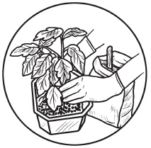 Иллюстрация к книге — Комнатные деревья и кустарники: лимон, вишня, гранат, можжевельник, акация, жасмин и многие другие [i_054.jpg]