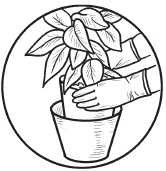 Иллюстрация к книге — Комнатные деревья и кустарники: лимон, вишня, гранат, можжевельник, акация, жасмин и многие другие [i_056.jpg]