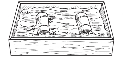 Иллюстрация к книге — Комнатные деревья и кустарники: лимон, вишня, гранат, можжевельник, акация, жасмин и многие другие [i_066.jpg]