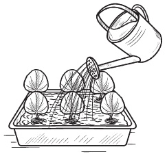 Иллюстрация к книге — Комнатные деревья и кустарники: лимон, вишня, гранат, можжевельник, акация, жасмин и многие другие [i_074.jpg]