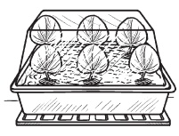 Иллюстрация к книге — Комнатные деревья и кустарники: лимон, вишня, гранат, можжевельник, акация, жасмин и многие другие [i_076.jpg]